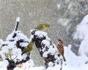 吹雪に耐える