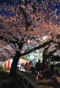 大社の夜桜