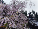 花開く身延山