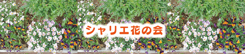 【地域花壇】シャリエ花の会