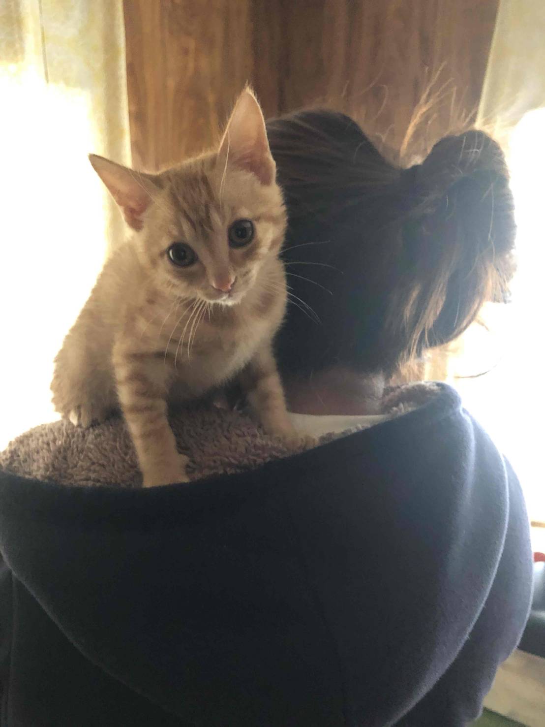 にゃんこサポート三島|三島市民ポータルサイト(団体ホームページ)